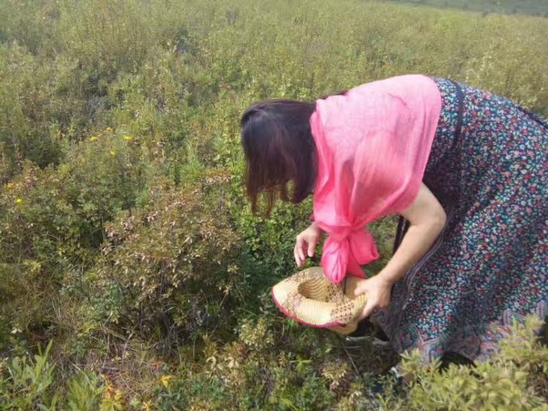蓝莓鲜果4~6mm以上