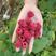 树莓苗50~80cm