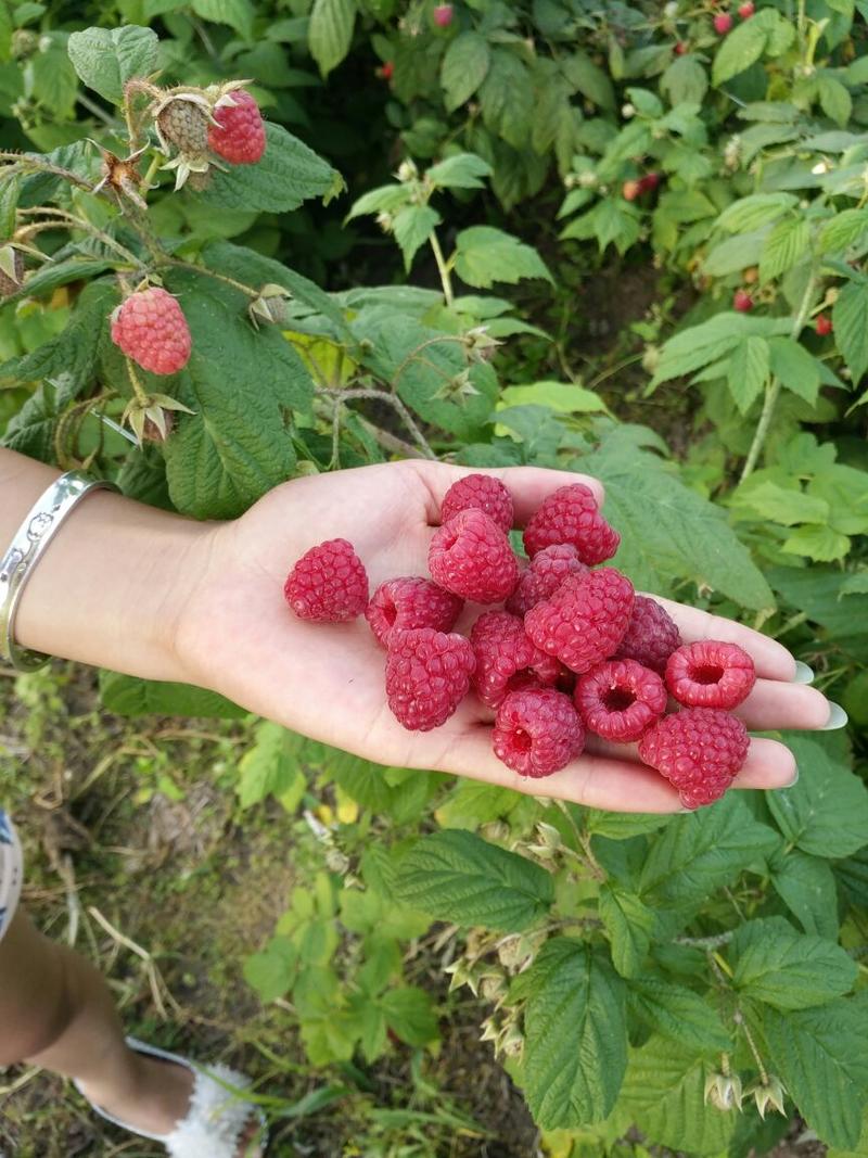 树莓苗50~80cm