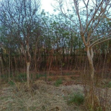 白蜡树4~6cm4~6cm