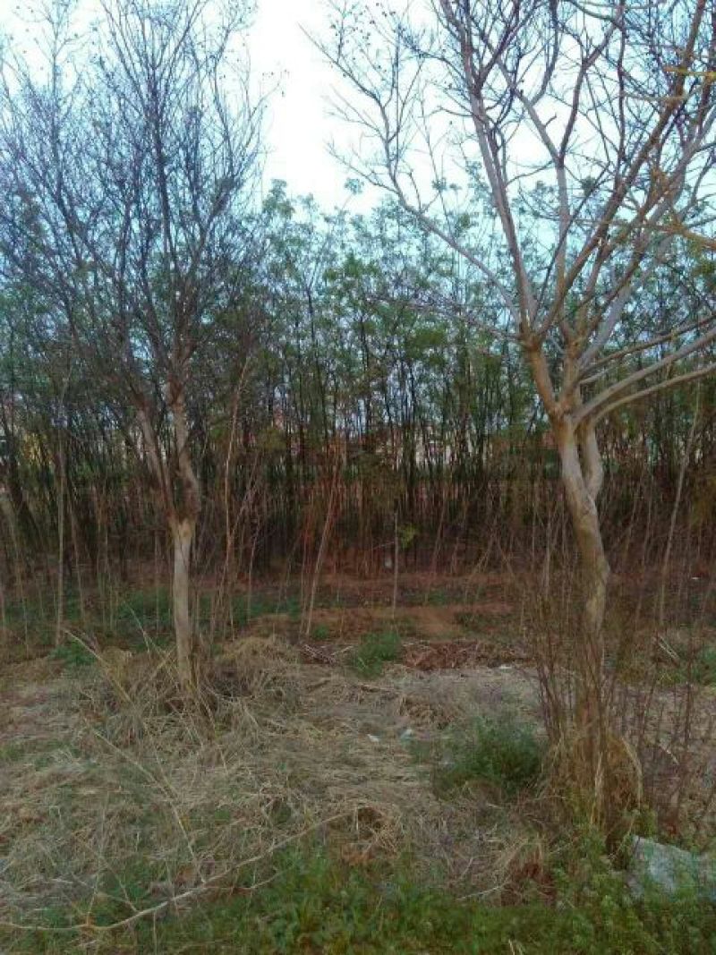 白蜡树4~6cm4~6cm