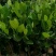 菠萝苗1年