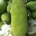 菠萝苗1年