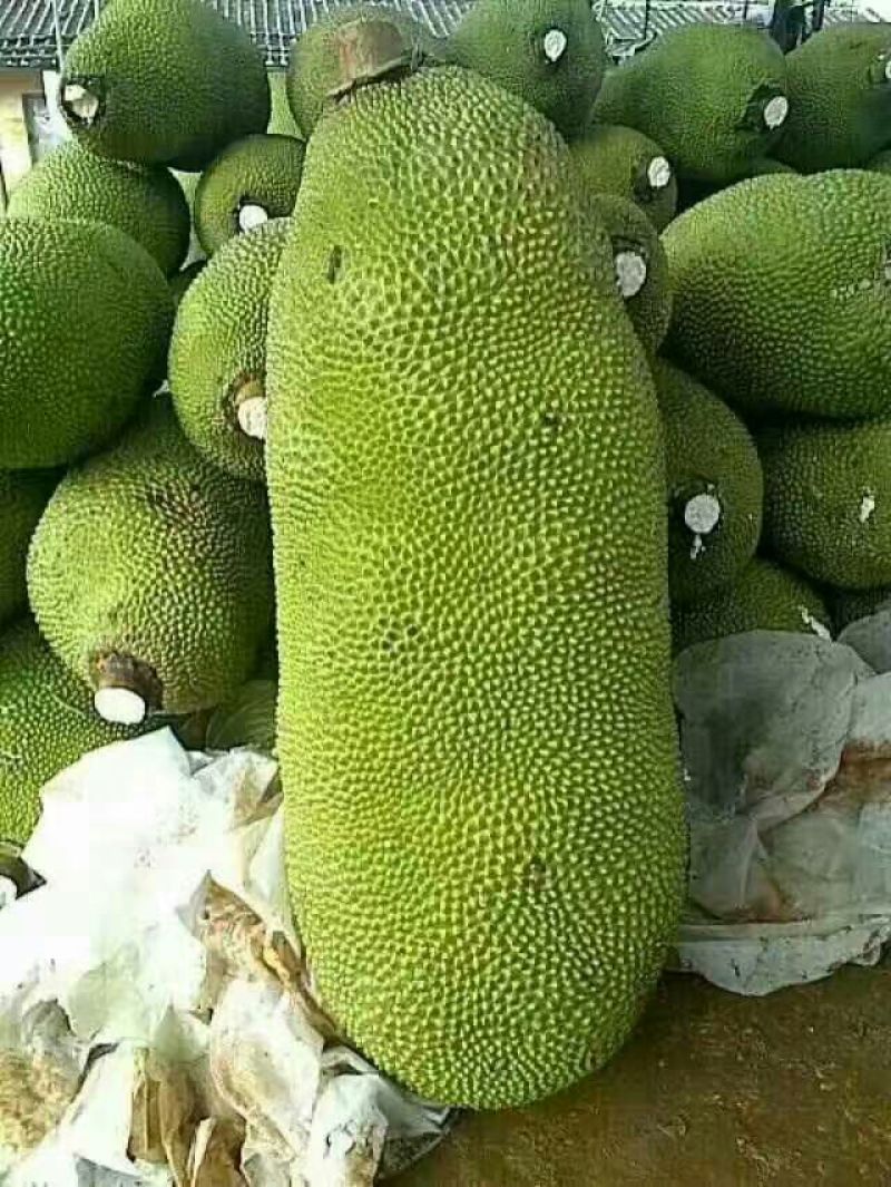 菠萝苗1年