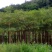 木棉3~3.5m8~10cm
