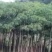 木棉3~3.5m8~10cm