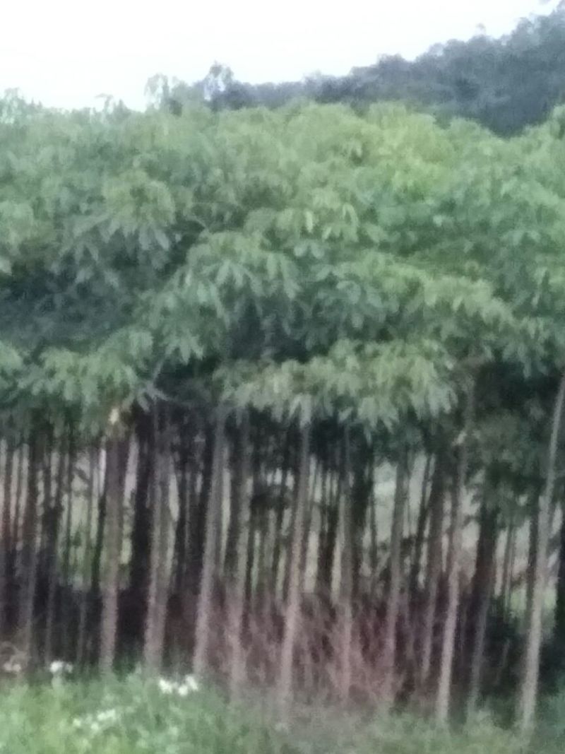木棉3~3.5m8~10cm