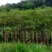 木棉3~3.5m8~10cm