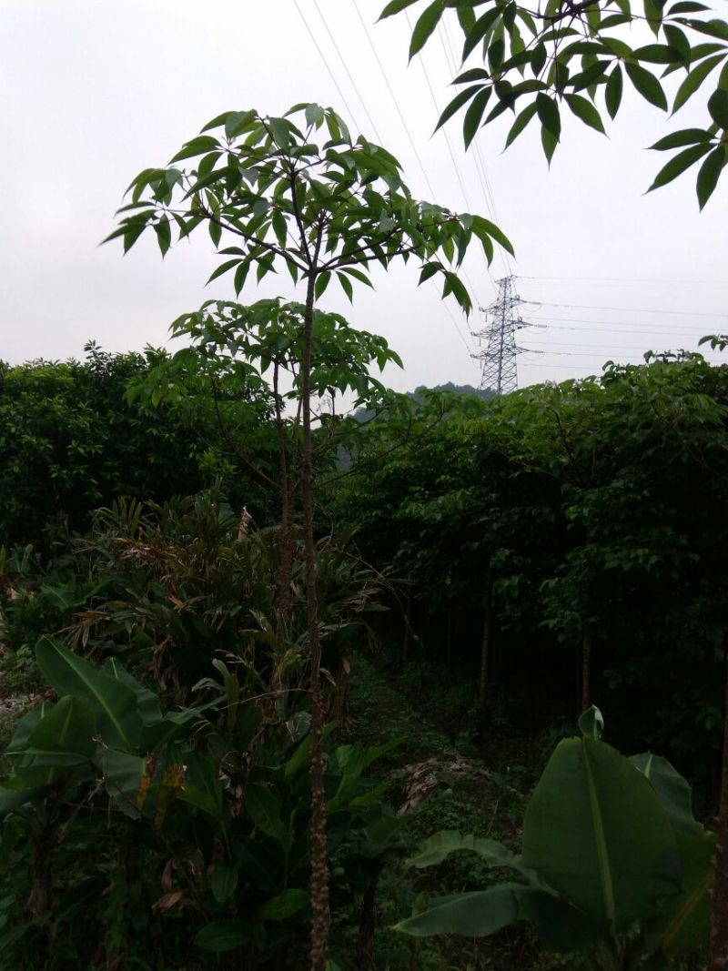 木棉3~3.5m8~10cm