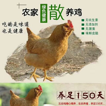 三黄胡须鸡6~9月