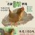 三黄胡须鸡6~9月