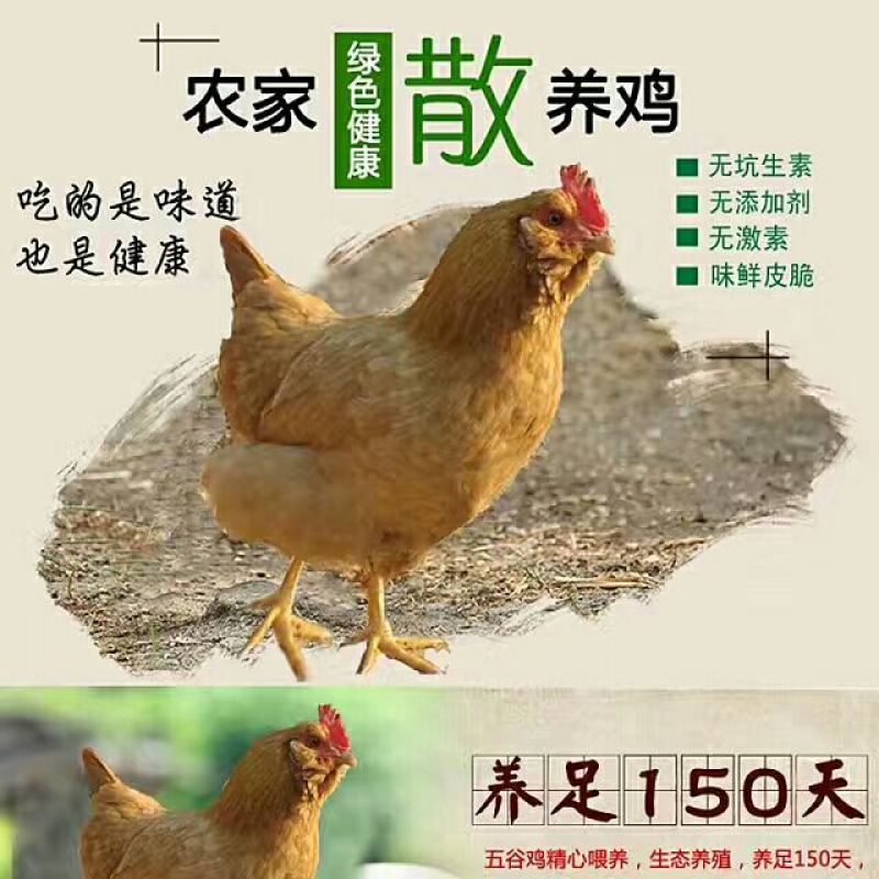 三黄胡须鸡6~9月