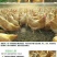 三黄胡须鸡6~9月