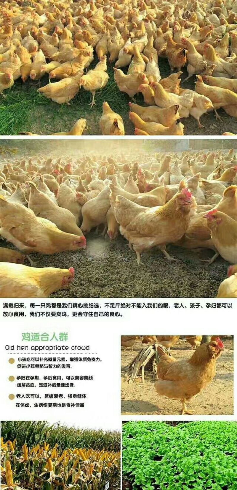 三黄胡须鸡6~9月