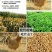 三黄胡须鸡6~9月