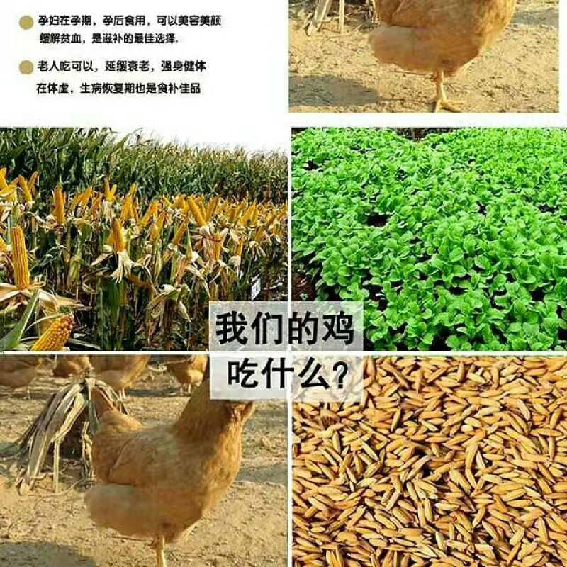 三黄胡须鸡6~9月