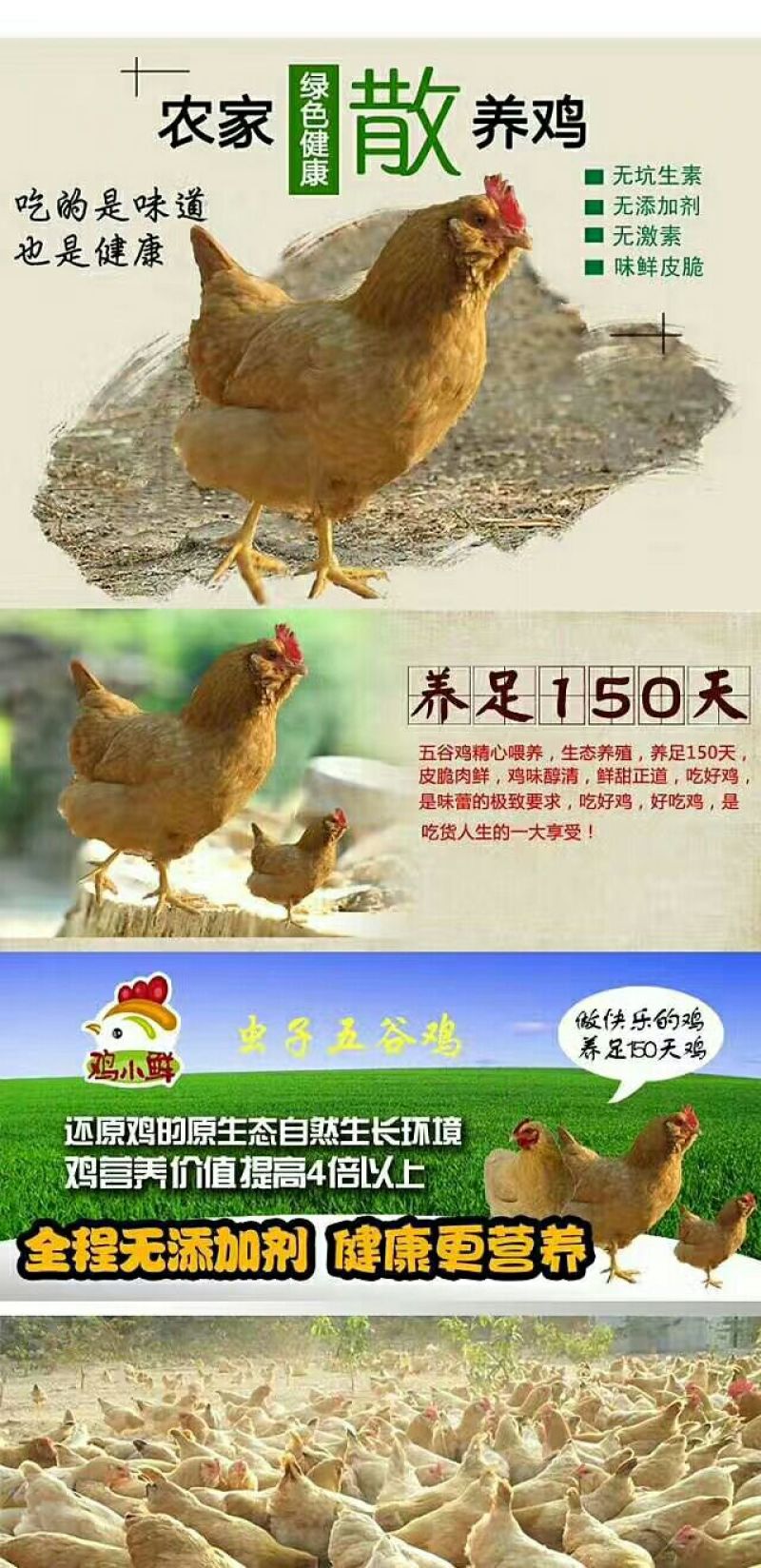 三黄胡须鸡6~9月