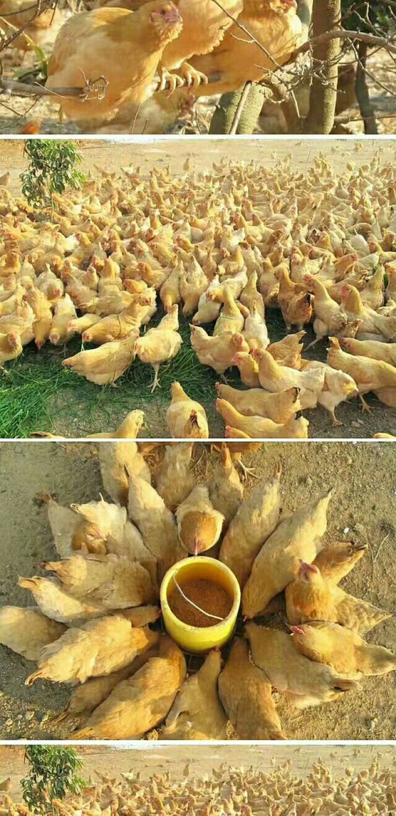 三黄胡须鸡6~9月