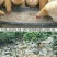 三黄胡须鸡6~9月