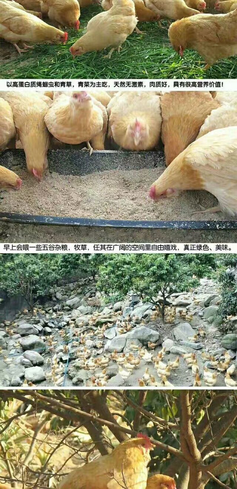 三黄胡须鸡6~9月