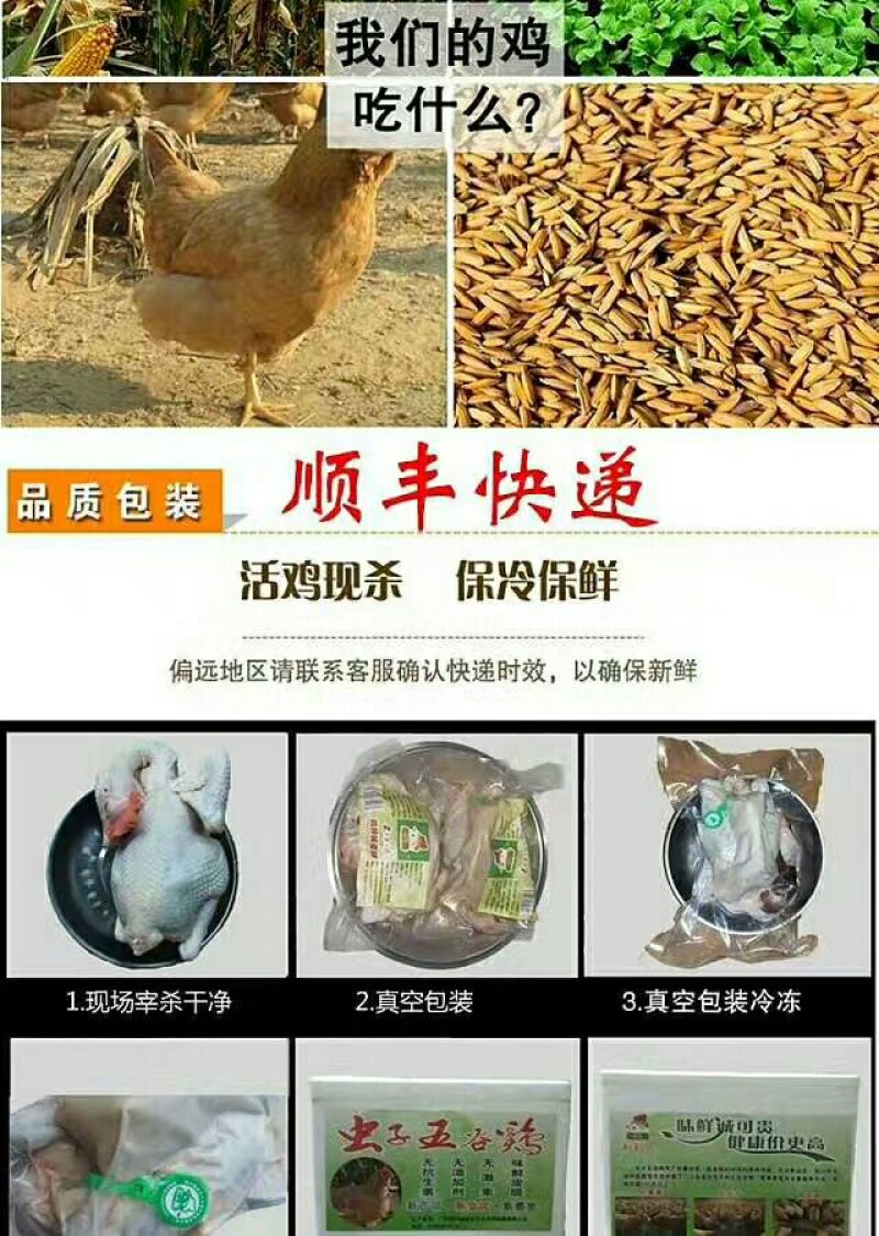 三黄胡须鸡6~9月