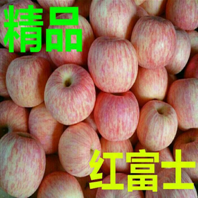 山东纸袋红富士苹果产地货源充足，质量保证