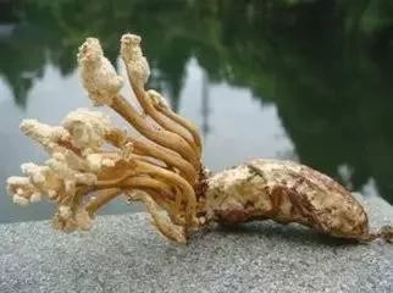 金蝉花