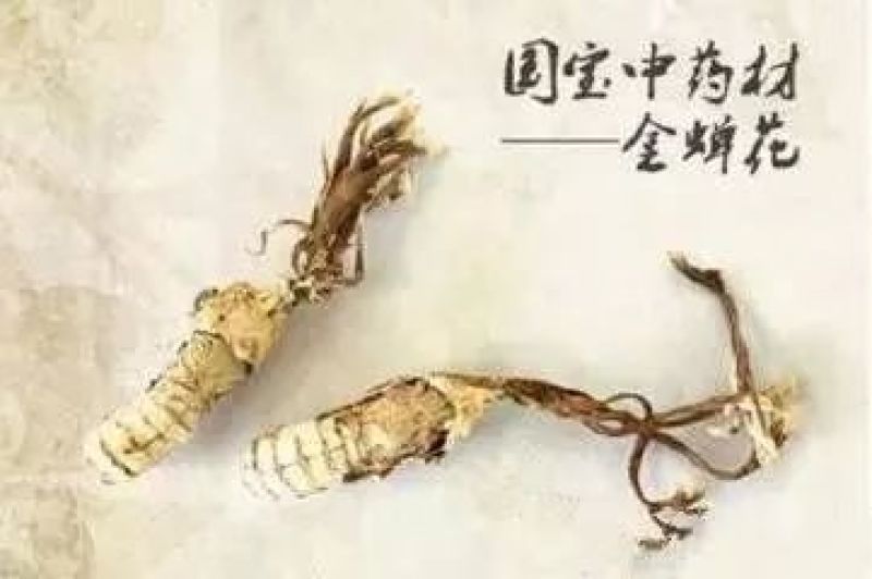 金蝉花