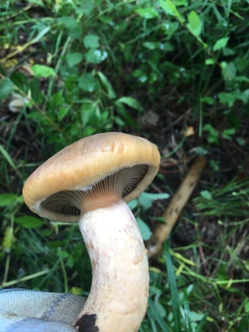 松蘑一级