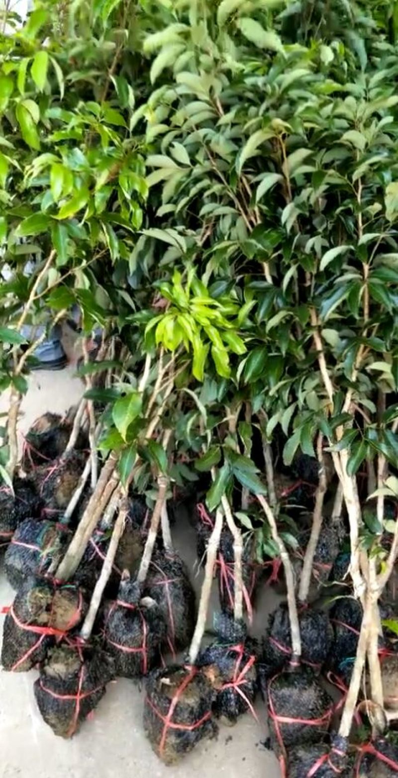 无核荔枝苗30~50cm