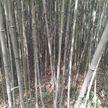 淡竹6~7m
