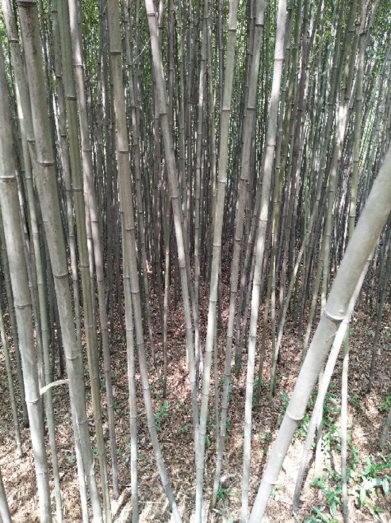 淡竹6~7m