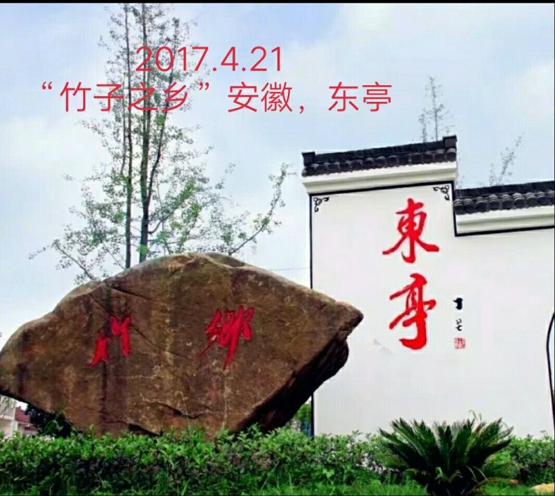 淡竹6~7m