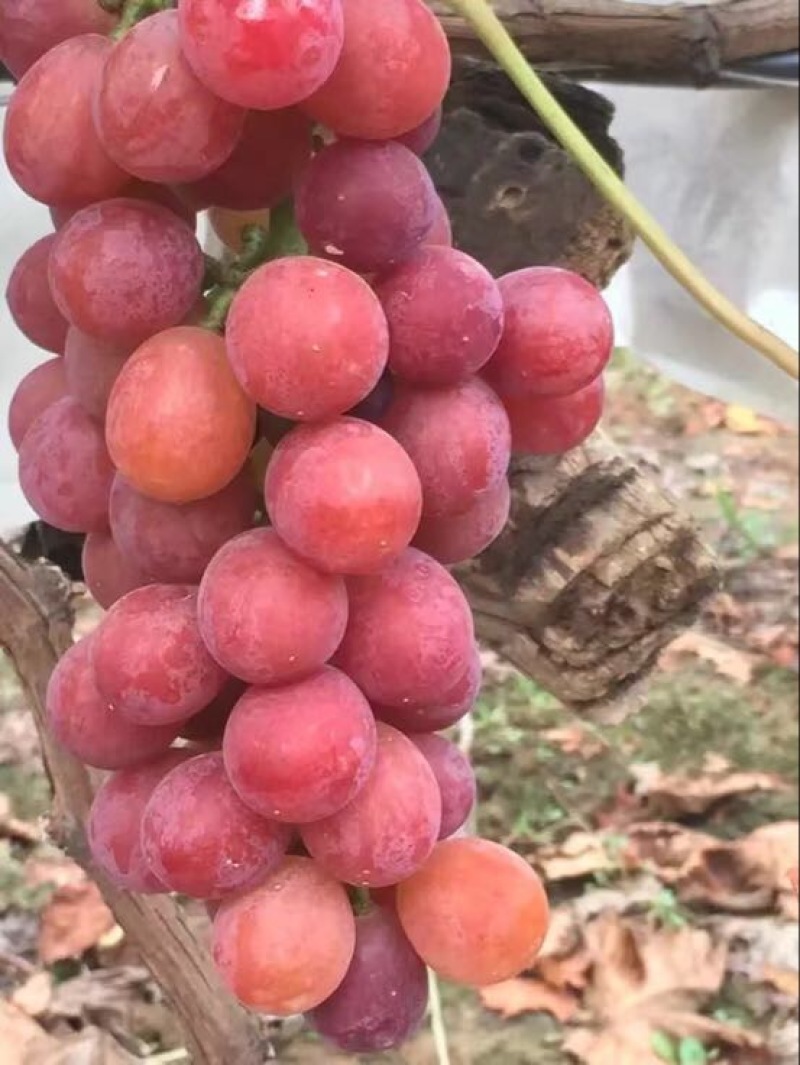巨玫瑰葡萄