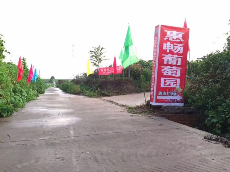 巨玫瑰葡萄
