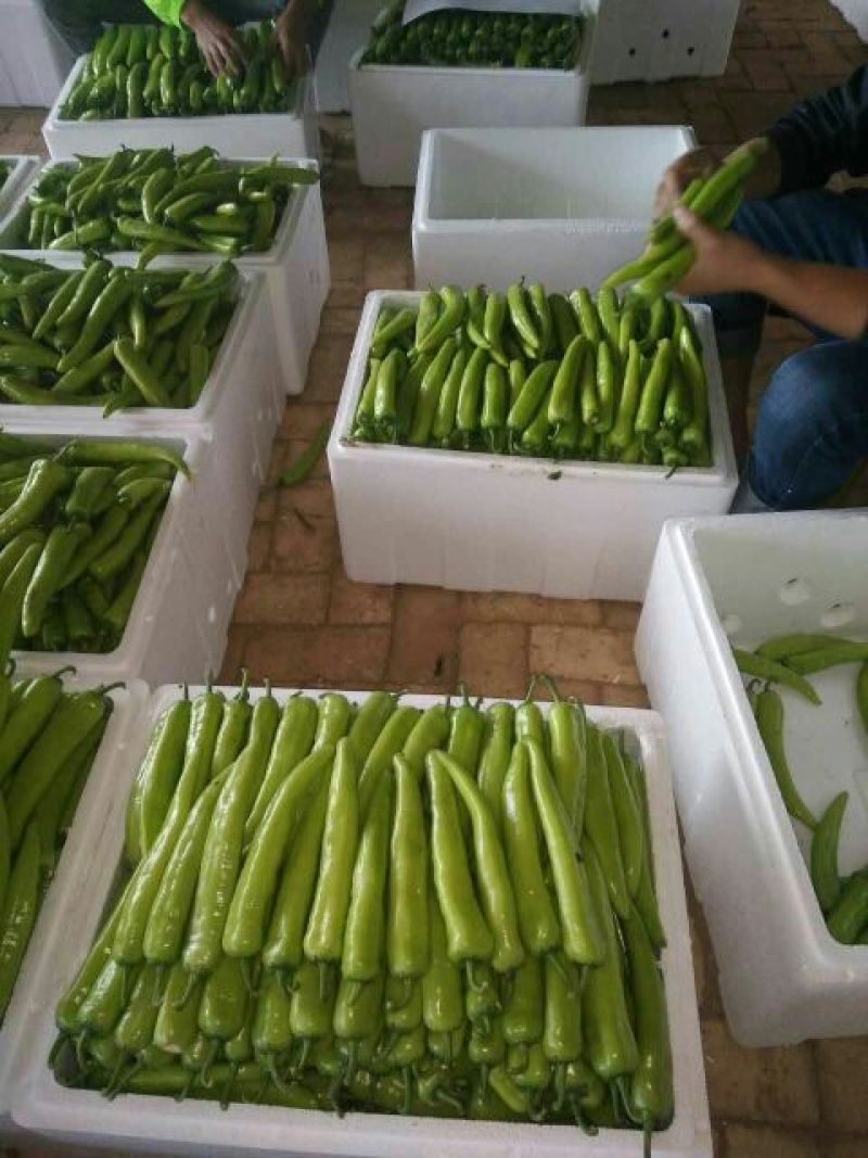 陕西精品，牛角椒﹥20厘米中辣，大量现货，欢迎咨询