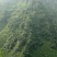 野百花蜜2斤