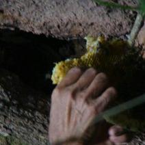 野生石蜂蜜1斤