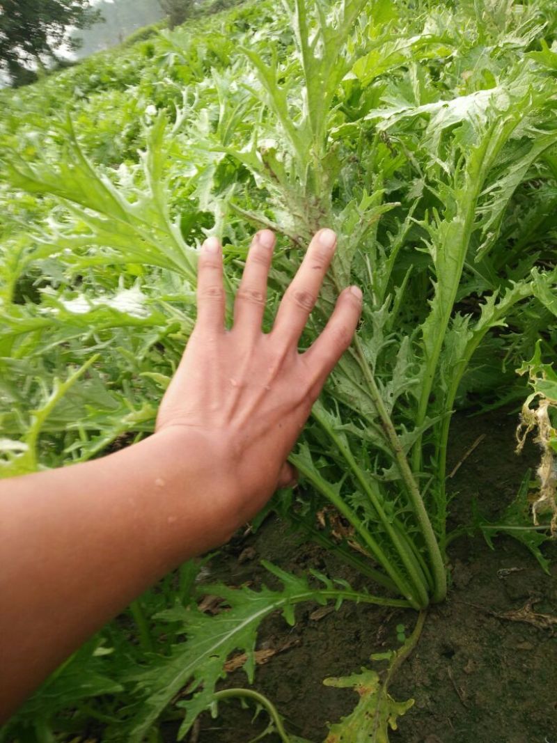 凉薯500~1000g天门白地瓜地萝卜土瓜洋芍