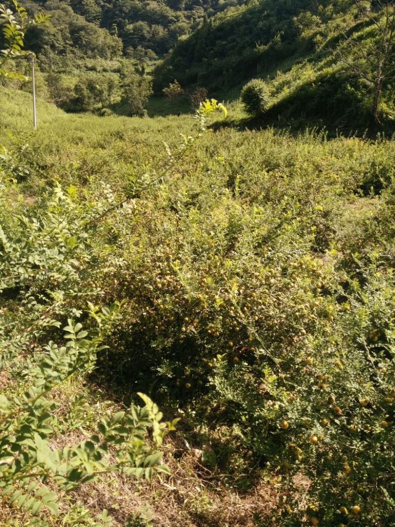 刺梨鲜