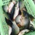 池鲤鱼食用1~2公斤