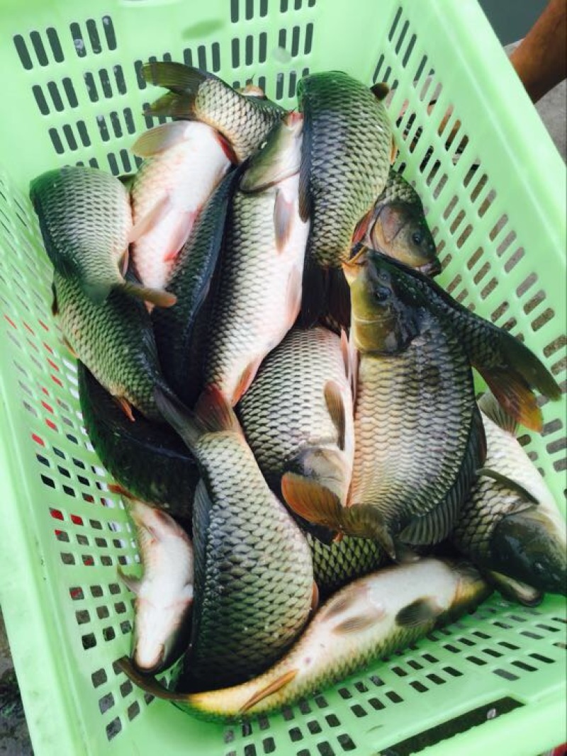 池鲤鱼食用1~2公斤