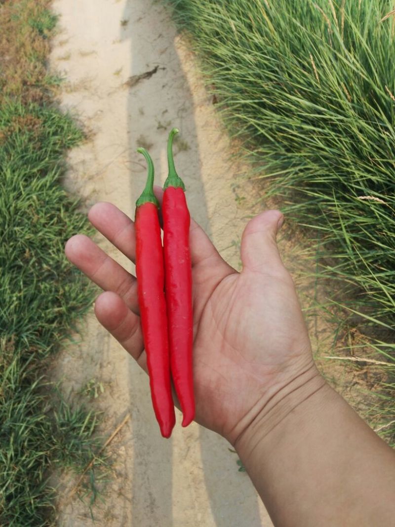 艳红辣椒5~10厘米红特辣