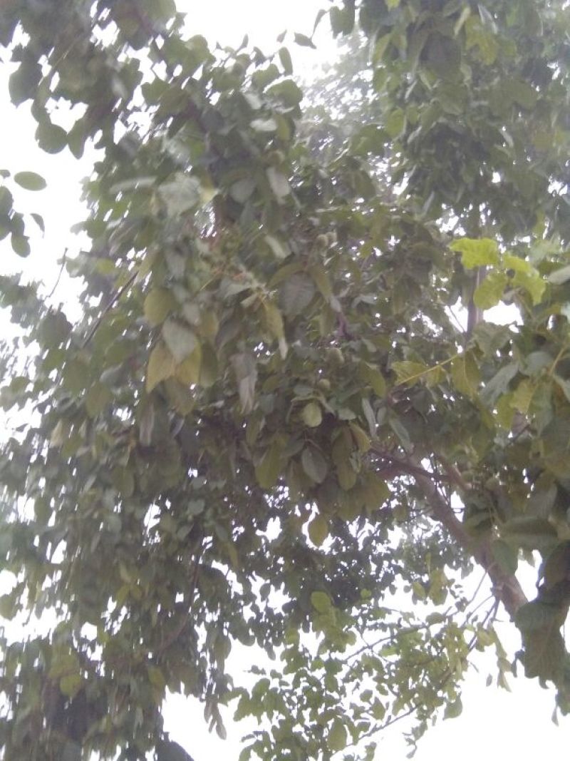 青皮核桃30mm以上青皮湿