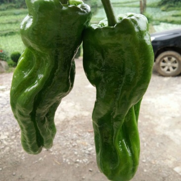【精品】芜湖鲜辣椒薄皮椒，产地直销，质量保证大量上市