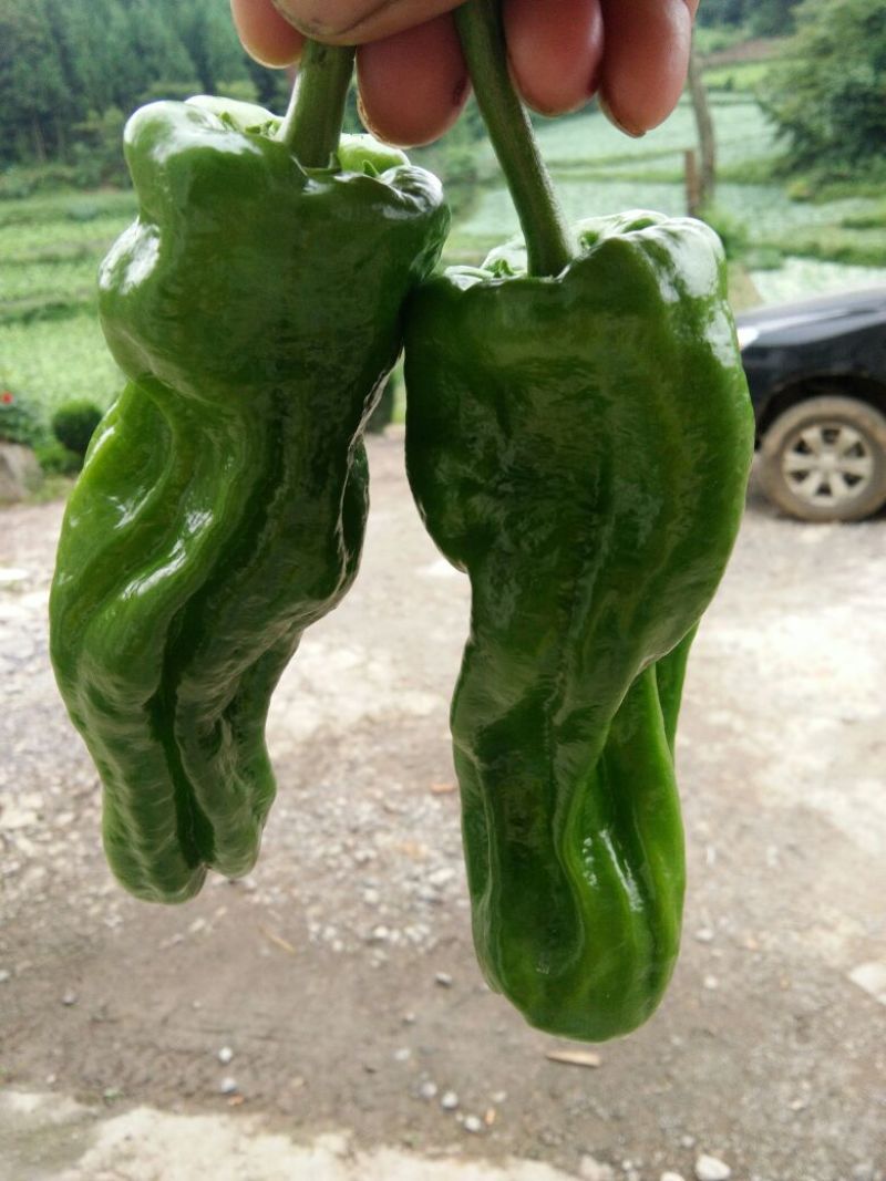 【精品】芜湖鲜辣椒薄皮椒，产地直销，质量保证大量上市