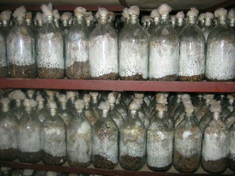 平菇菌种原种