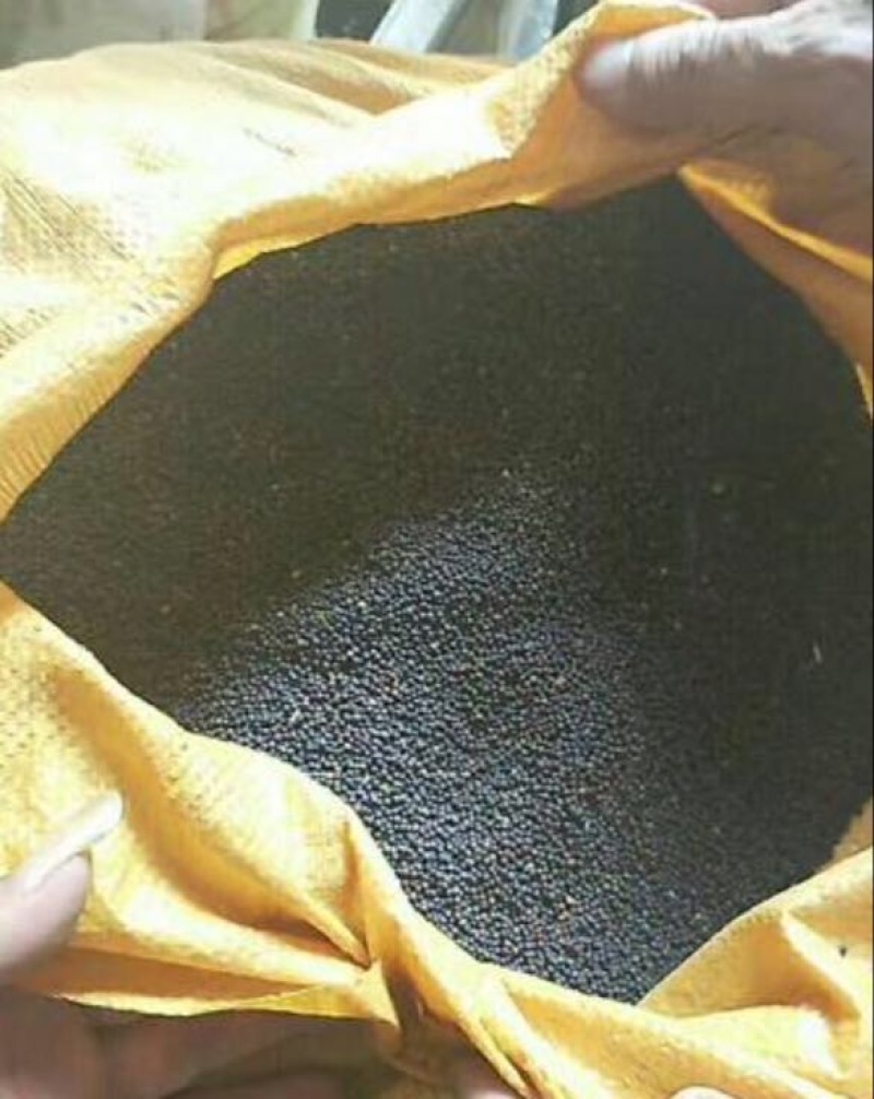 油菜籽1级