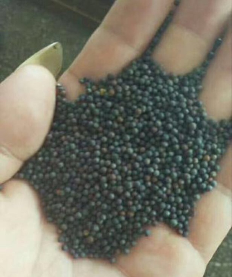 油菜籽1级