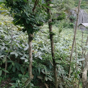七叶树苗七叶树苗七叶树苗七叶树苗七叶树苗七叶树苗